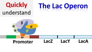 The Lac operon  Regulation of gene expression [upl. by Neelyak]