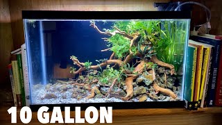 Aquascaping A 10 Gallon Budget Planted Tank [upl. by Billy]