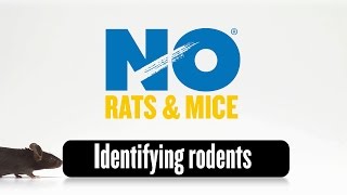 Identifying Rodents [upl. by Snoddy]