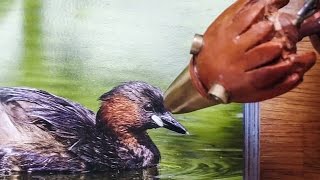 BIRDWATCHING with DABCHICK [upl. by Girardo]