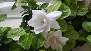 5 things that I do to get more flowers on Gardenia plant [upl. by Nnawaj]