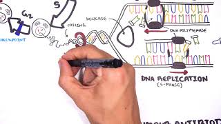 Pharmacology  Chemotherapy agents MOA Alkalating antimetabolites topoisomerase antimitotic [upl. by Ahsie]