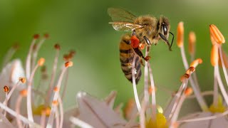 Bees and butterflies pollinating flowers video [upl. by Torto285]