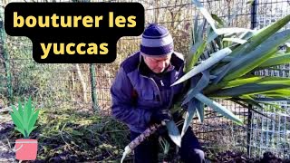 Comment bouturer les yuccas [upl. by Emsoc]