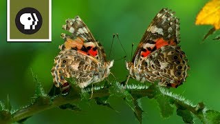 The Remarkable Way that Butterflies Mate [upl. by Masry]