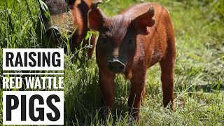 FARM TO TABLE  First Time Raising Pigs [upl. by Mallina776]