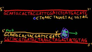 Primer Design for PCR [upl. by Ilocin]