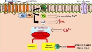 Ipratropium  Mechanism of Action [upl. by Surdna]