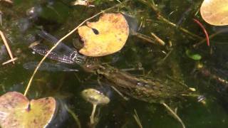 LibellenLarve frisst lebende Libelle  dragonfly larva eating dragonfly [upl. by Aihsemot197]