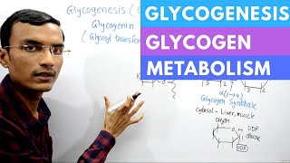 Glycogenesis  Glycogen Synthesis Biochemistry [upl. by Allisan]