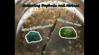 How To Culture Daphnia and Moinas using Green Water Spirulina powder [upl. by Erdnaet518]