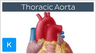 Thoracic Descending Aorta Anatomy amp Branches  Kenhub [upl. by Palecek609]