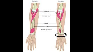 Wrist supination and pronation exercises [upl. by Baumann]