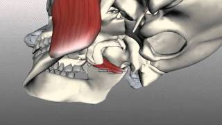 Muscles of Mastication  Anatomy Tutorial [upl. by Eddy]