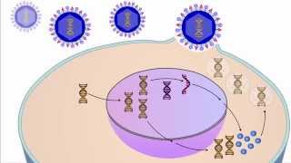 The Viral Life Cycle [upl. by Yelroc]