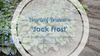 Jack Frost Brunnera  Walters Gardens [upl. by Ycrep]