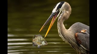 The Great Blue Heron Facts Mini Documentary [upl. by Nemajneb113]