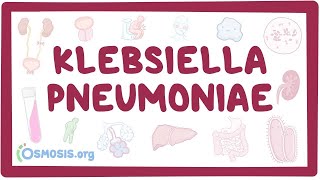 Klebsiella pneumoniae  an Osmosis Preview [upl. by Atterahs572]