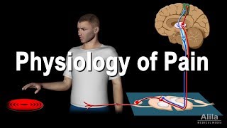 Physiology of Pain Animation [upl. by Arella543]