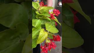 Gardening Tip  Begonia Care [upl. by Demakis]