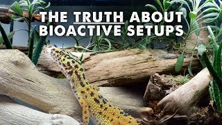 All About Bioactive Reptile Tanks  Lighting Clean Up Crew amp More [upl. by Eliezer]