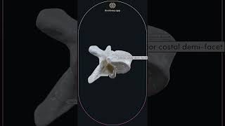 Typical thoracic vertebra T5 [upl. by Federica279]