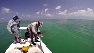 Giant Trevally attacked by Barracuda [upl. by Staci]