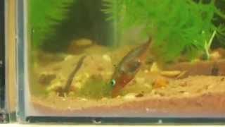 Uncovering the behaviour of the threespined stickleback  University of Leicester [upl. by Annawat]