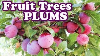 Santa Rosa Plum Tree  Growing Plum Trees  Plum Plants  Pruning Plum Trees Updates  GardenersLand [upl. by Ilrebmik]