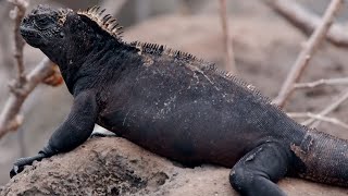 How Marine Iguanas are Surviving Climate Change  BBC Earth [upl. by Nosmoht259]