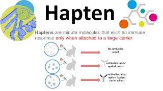 Haptens what are haptens [upl. by Zia]