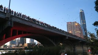 Two million bats swarm over bridge in Austin Texas [upl. by Falo]