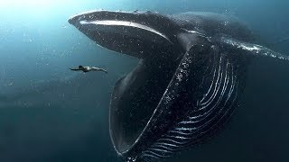 10 BIGGEST Ocean Creatures In The World [upl. by Lambart854]