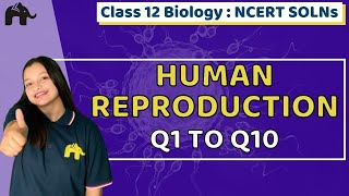 Human Reproduction  Class 12 Bio Biology  Chapter 3  NCERT Solutions  Questions 110 [upl. by Roberta]