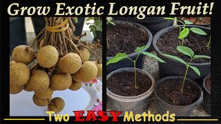 Grow Exotic Longan Seeds  2 EASY Methods [upl. by Shirleen]