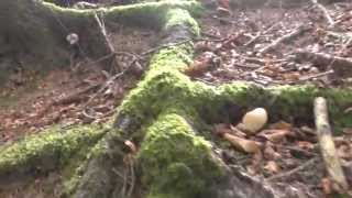 Boletus Edulis a 6 de octubre de 2014 PARTE 2 [upl. by Naenaj]