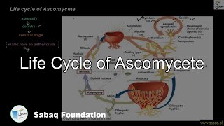 Life cycle of Ascomycete Biology Lecture  Sabaqpk [upl. by Seth]