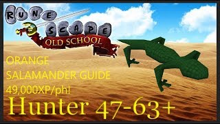 OSRS Orange Salamander Hunter Guide 49000 XPHR [upl. by Dimitri]