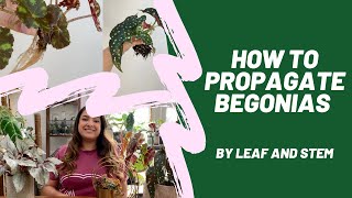 How to propagate Begonias by leaf and stem [upl. by Noiroc]