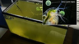 Raising Daphnia for the Freshwater Aquarium [upl. by Bender]