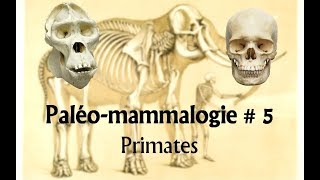 Paléomammalogie 5 Primates [upl. by Emanuele92]