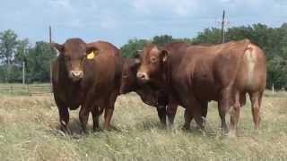 Beefmaster Bulls quotThe Best of Both Worldsquot [upl. by Romulus]