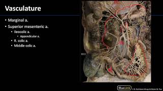 Abdominal Vasculature  Dissection Supplement [upl. by Ahterahs]