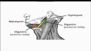 Examination of Submandibular Gland Extrathyroidal Neck Lump [upl. by Herriott554]