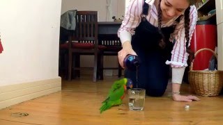 Skipping Lorikeet The Rain Dance Parrot [upl. by Pederson568]