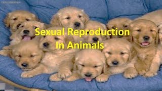 Sexual Reproduction in Animals [upl. by Gemperle]