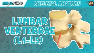 Lumbar Vertebrae L1L5 Anatomy [upl. by Aiekal]