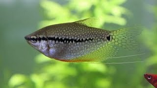 Pearl gourami breeding tank size and tank mates [upl. by Attenehs]