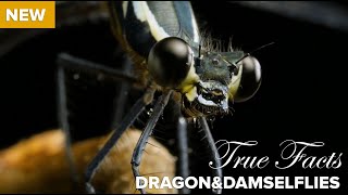 True Facts  Killer Carnivorous Dragonflies [upl. by Ihab]