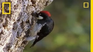 Woodpeckers vs the World  National Geographic [upl. by Ecyal368]